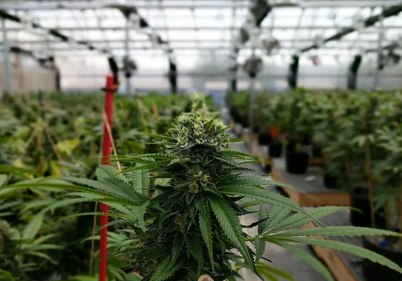 Planta de cannabis florida em cultivo protegido