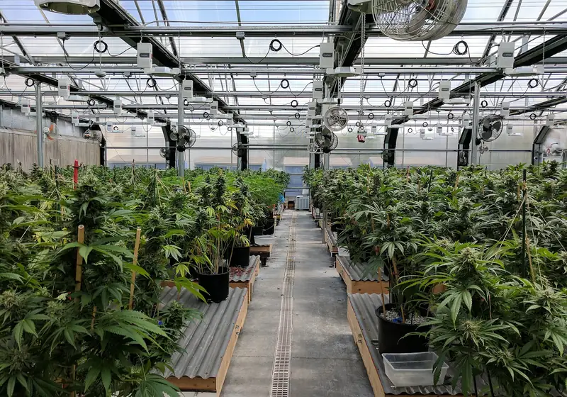 Estufa comercial de cannabis com plantas enfileiradas sob estrutura de vidro